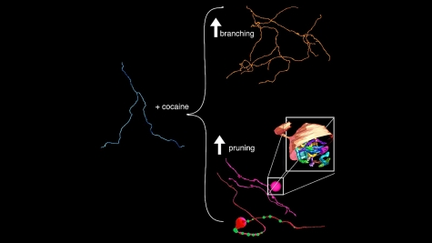 Neuron Image