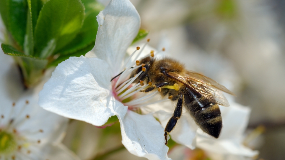 Bee