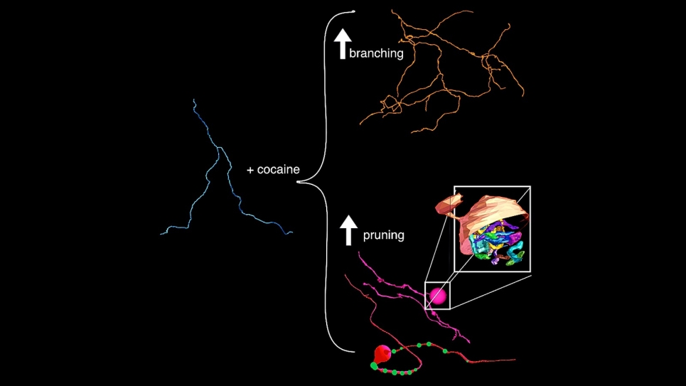 Neuron Image