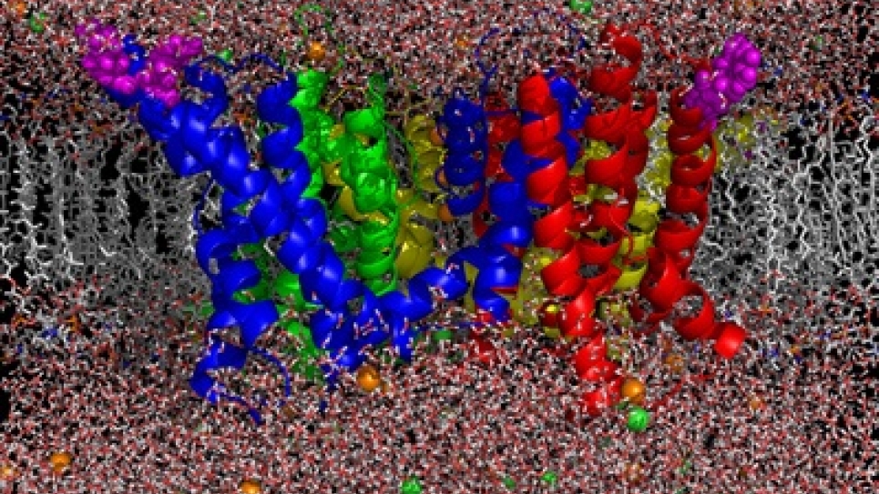 Membrane Protein Research Atomic model for the simulation of the KvAP channel in a lipid membrane.