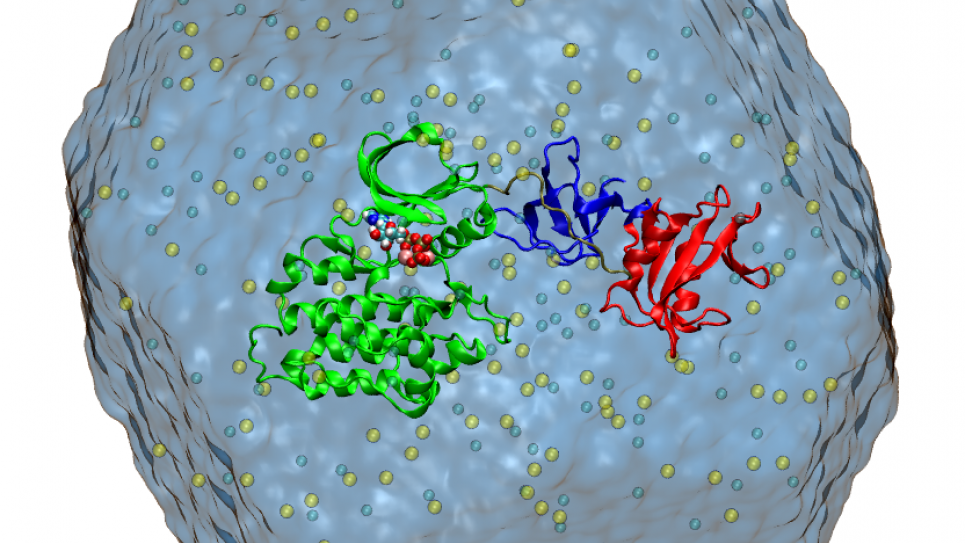 The Src-family of kinases are important enzymes for cellular signaling that can transfer a phosphoryl group from ATP to a target protein The Src-family of kinases are important enzymes for cellular signaling that can transfer a phosphoryl group from ATP to a target protein