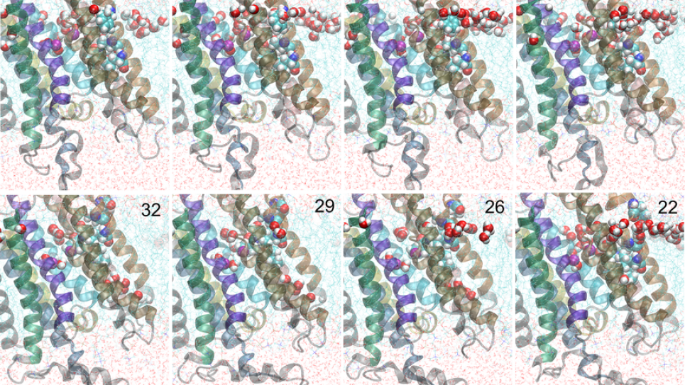 Molecular details of the occlusion process in the ATP-driven calcium pump SERCA Molecular details of the occlusion process in the ATP-driven calcium pump SERCA